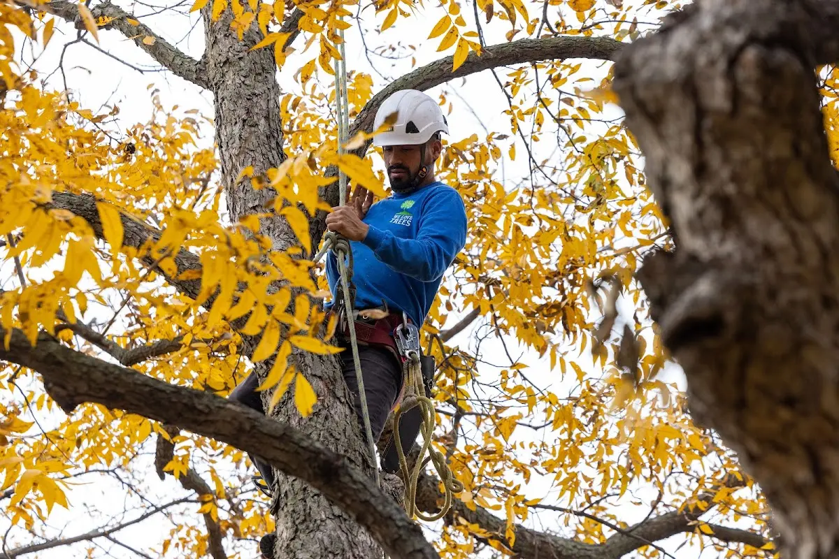 Skilled Tree Planing crew working in Philo